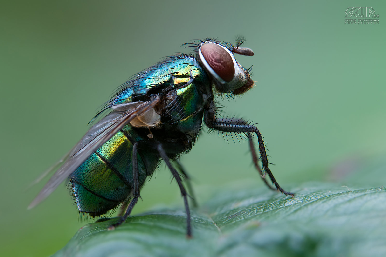 Insecten - Bromvlieg De voorbije zomer heb ik me regelmatig bezig gehouden met het fotograferen van insecten met m’n nieuwe macrolens en tussenringen. Dit leverde enkele prachtige beelden op die allerlei boeiende details van deze insecten weergeven. Stefan Cruysberghs